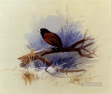  cabeza Pintura - Una monja de cabeza negra nepalesa en la rama de un árbol Archibald Thorburn bird